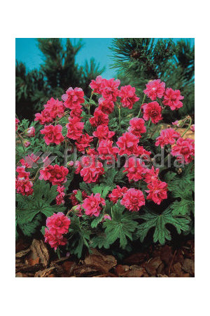 Bodziszek himalajski 'Birch Double' Geranium himalayense