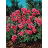 Bodziszek himalajski 'Birch Double' Geranium himalayense