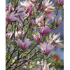 Magnolia 'Betty' Magnolia