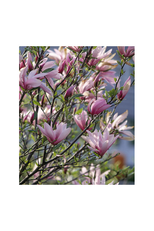 Magnolia 'Betty' Magnolia