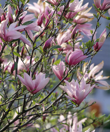 Magnolia 'Betty' Magnolia