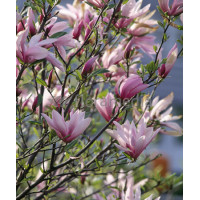 Magnolia 'Betty' Magnolia