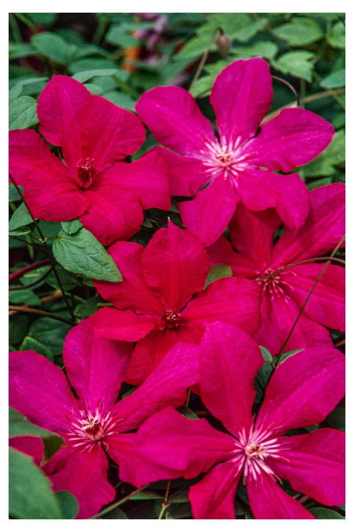 Powojnik 'Kardynał Wyszyński' | Clematis