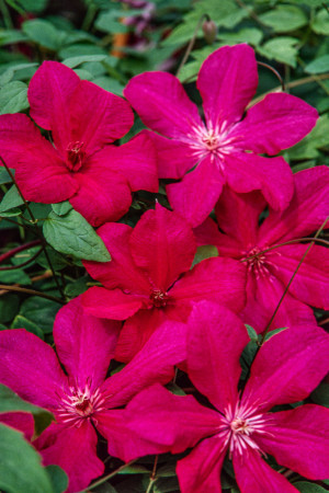 Powojnik 'Kardynał Wyszyński' | Clematis