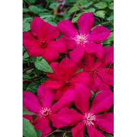 Powojnik 'Kardynał Wyszyński' | Clematis