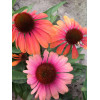 Jeżówka 'Rainbow Marcella' Echinacea