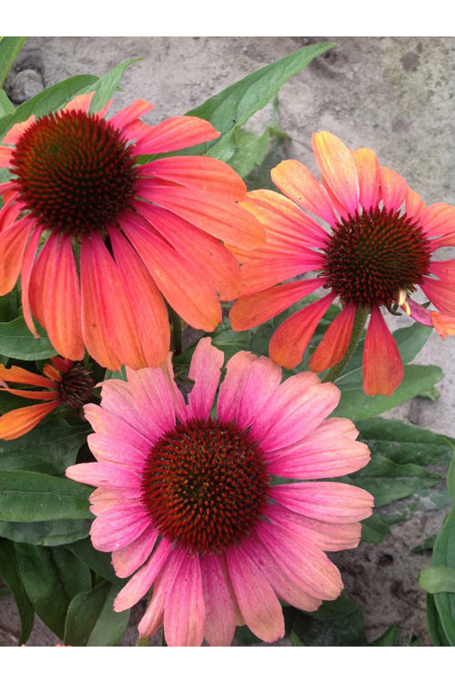 Jeżówka 'Rainbow Marcella' Echinacea