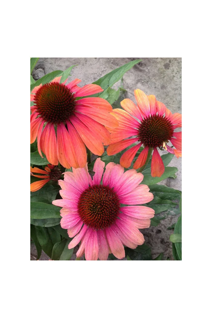 Jeżówka 'Rainbow Marcella' Echinacea