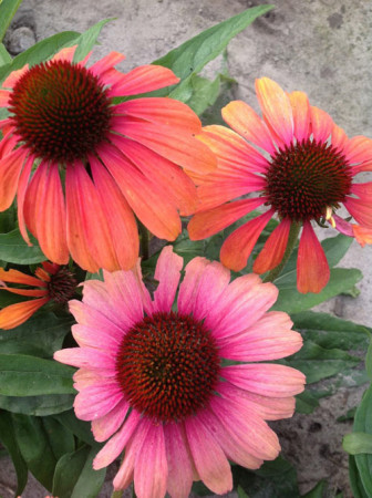 Jeżówka 'Rainbow Marcella' Echinacea