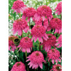 Jeżówka 'Razzmatazz' Echinacea