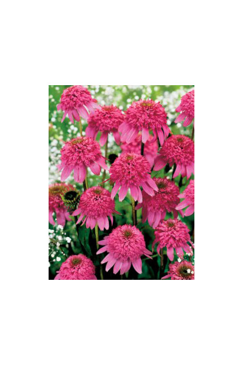Jeżówka 'Razzmatazz' Echinacea