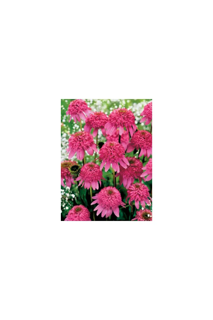 Jeżówka 'Razzmatazz' Echinacea