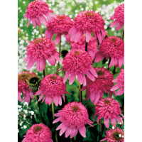 Jeżówka 'Razzmatazz' Echinacea