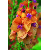 Dziewanna 'Clementine | Verbascum