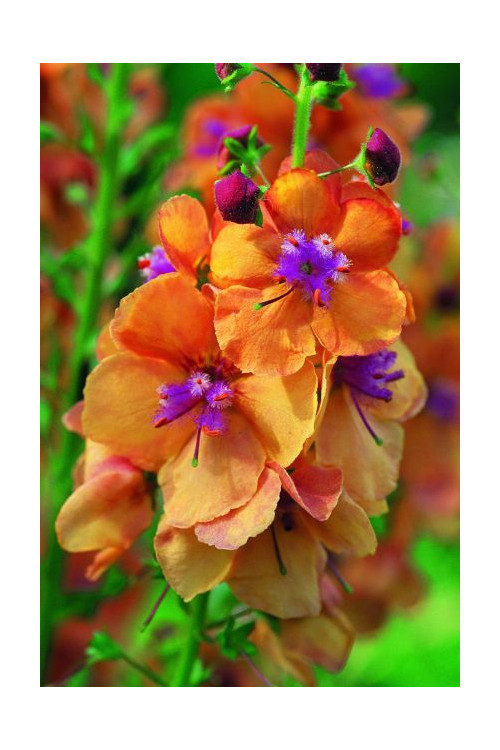 Dziewanna 'Clementine | Verbascum