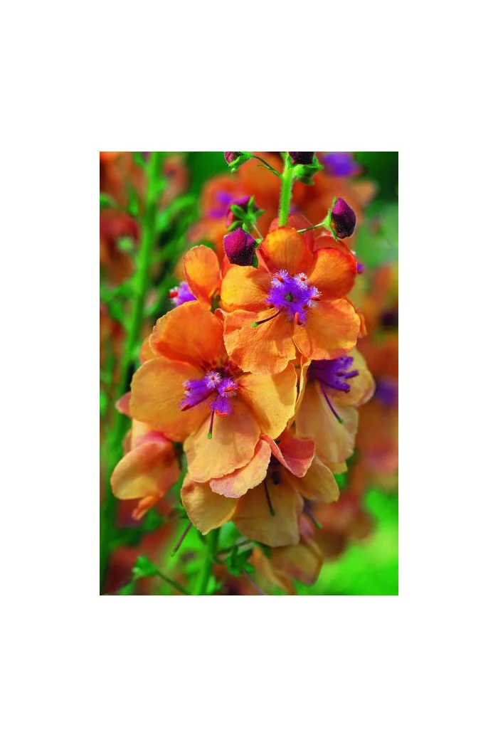 Dziewanna 'Clementine | Verbascum
