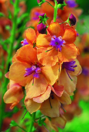 Dziewanna 'Clementine | Verbascum