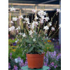 Gaura 'Graceful White' | Gaura