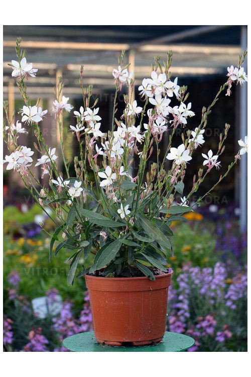 Gaura 'Graceful White' | Gaura