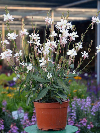 Gaura 'Graceful White' | Gaura