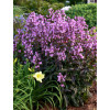 Penstemon 'Midnight Masquerade' | Penstemon