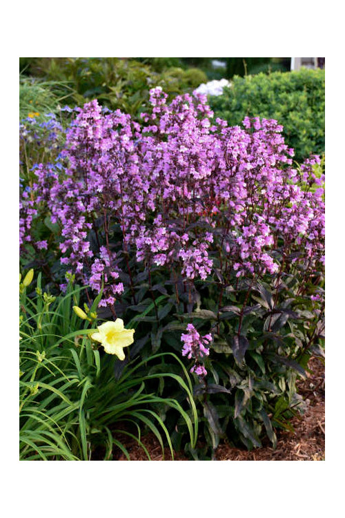 Penstemon 'Midnight Masquerade' | Penstemon