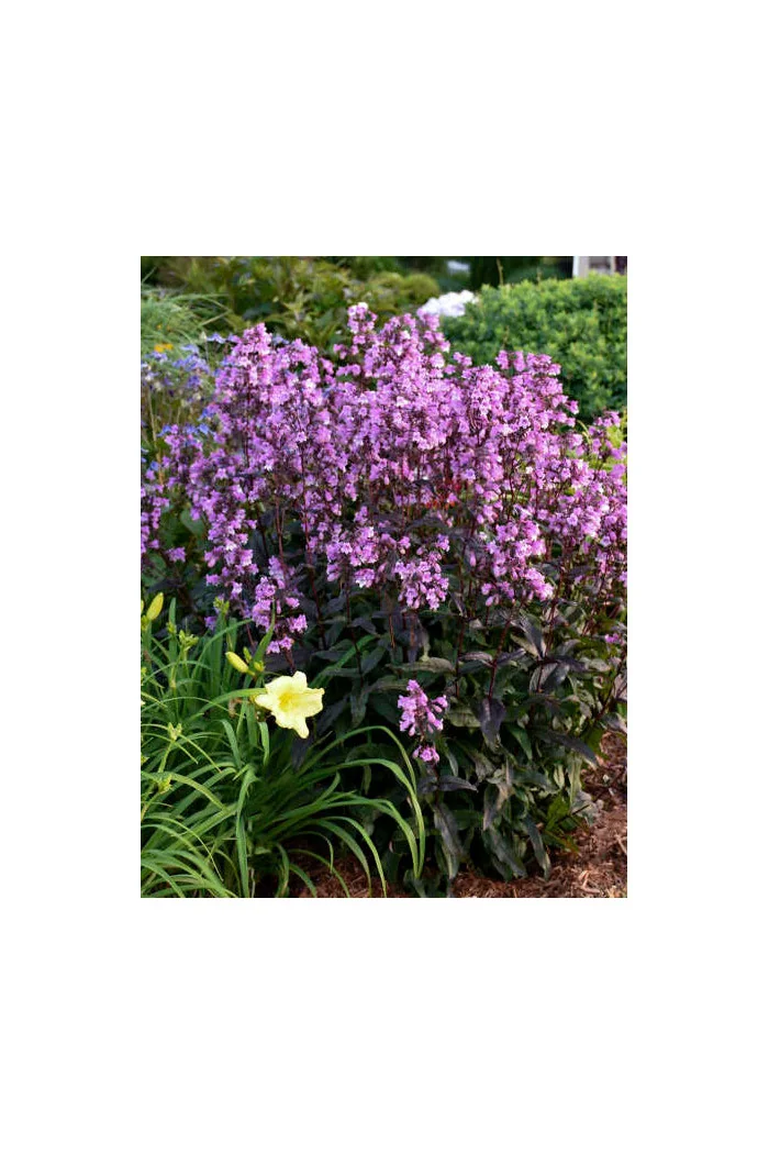 Penstemon 'Midnight Masquerade' | Penstemon