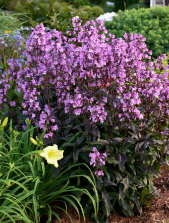 Penstemon 'Midnight Masquerade' | Penstemon