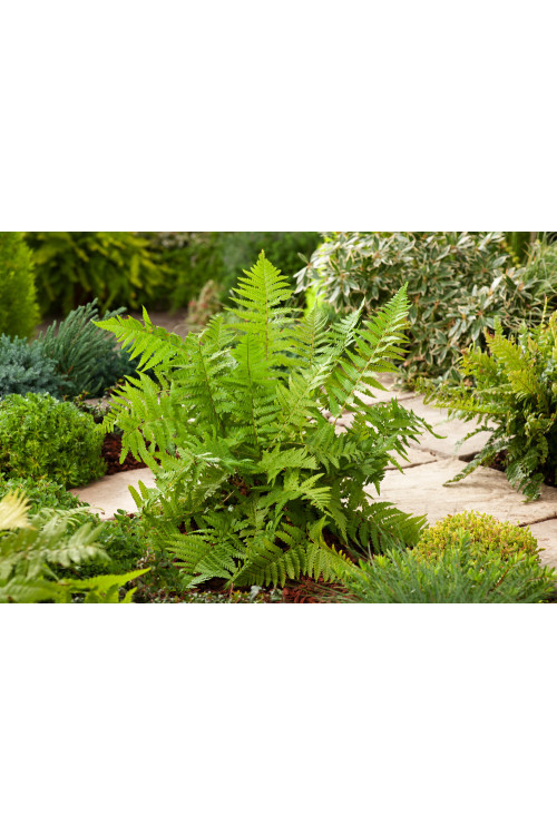 Narecznica samcza | Dryopteris filix-mas