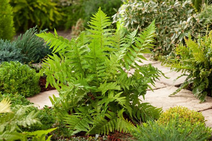 Narecznica samcza | Dryopteris filix-mas