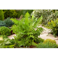 Narecznica samcza | Dryopteris filix-mas