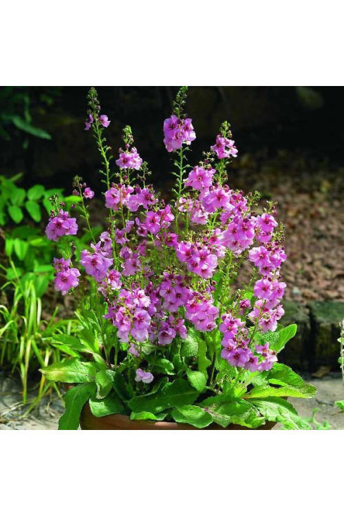 Dziewanna 'Rosie' | Verbascum