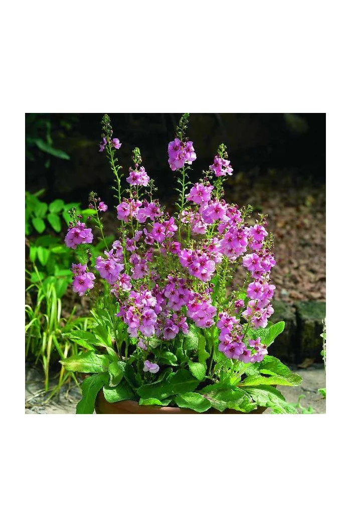Dziewanna 'Rosie' | Verbascum