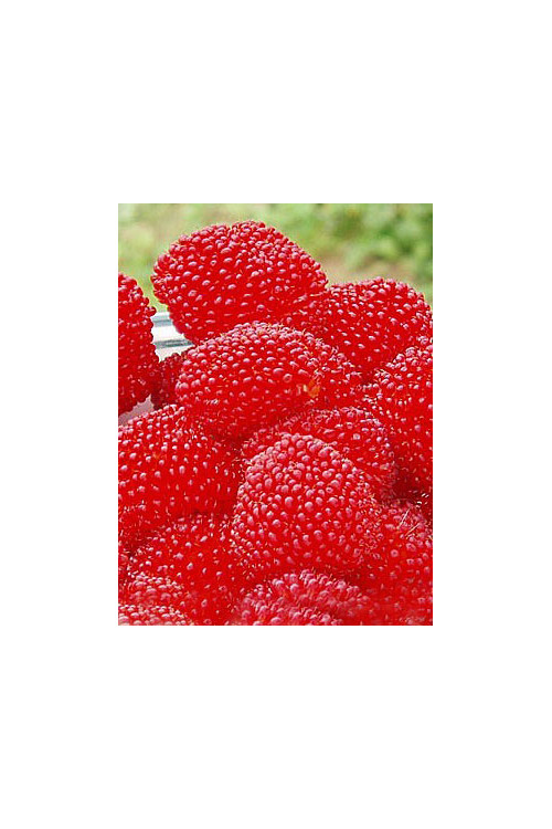 Malinotruskawka | Rubus illecebrosus