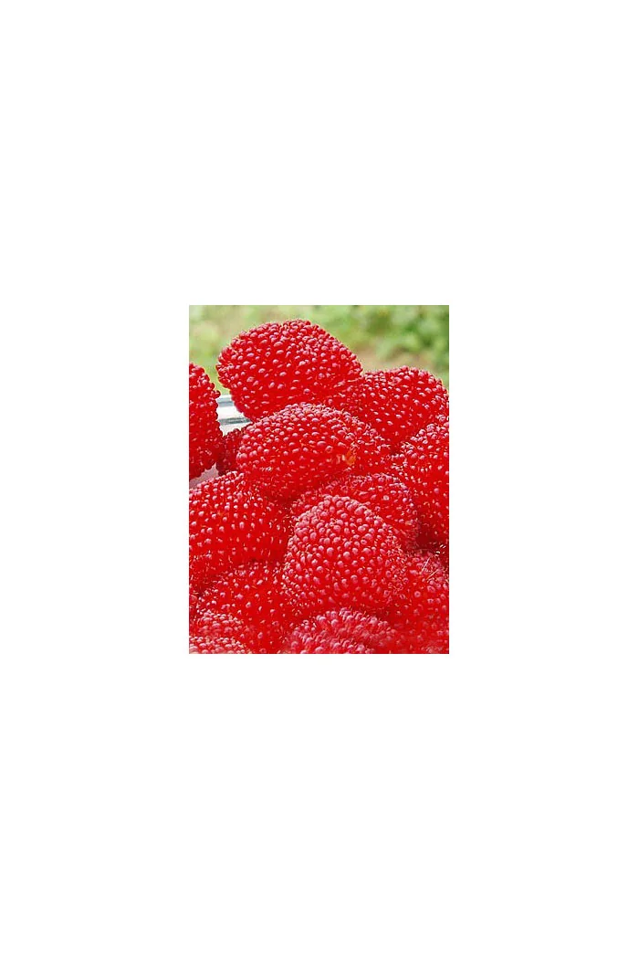 Malinotruskawka | Rubus illecebrosus