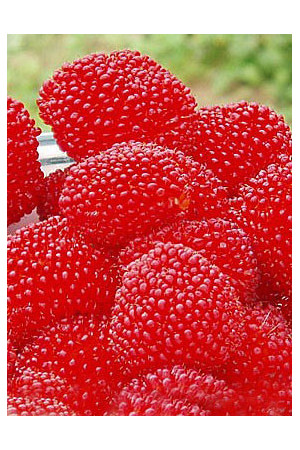 Malinotruskawka | Rubus illecebrosus