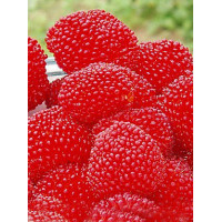 Malinotruskawka | Rubus illecebrosus