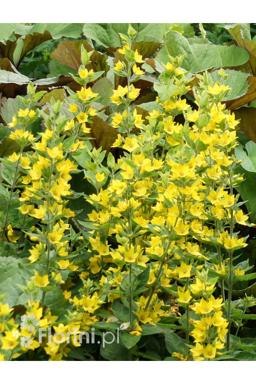 tojeść, lysimachia