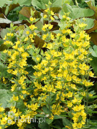 tojeść, lysimachia