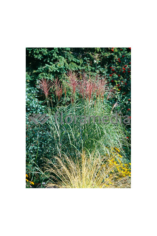Miskant chiński 'Grosse Fontane' | Miscanthus sinensis