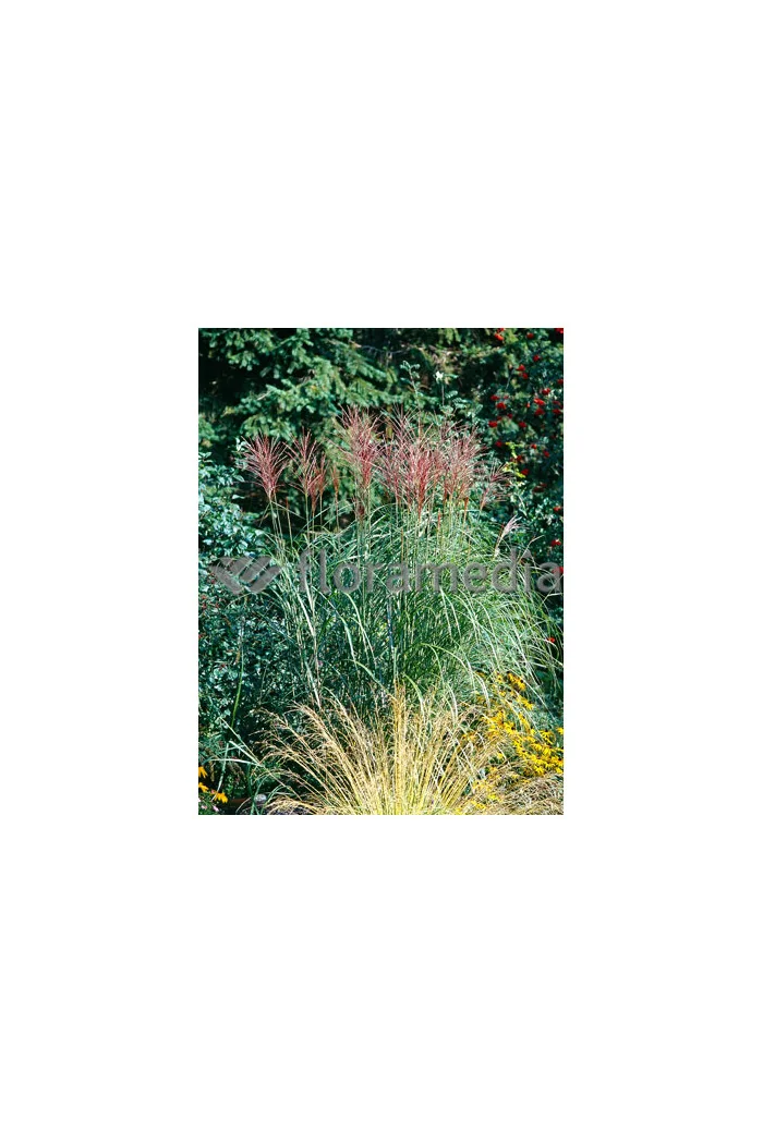 Miskant chiński 'Grosse Fontane' | Miscanthus sinensis