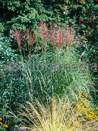 Miskant chiński 'Grosse Fontane' | Miscanthus sinensis