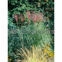 Miskant chiński 'Grosse Fontane' | Miscanthus sinensis