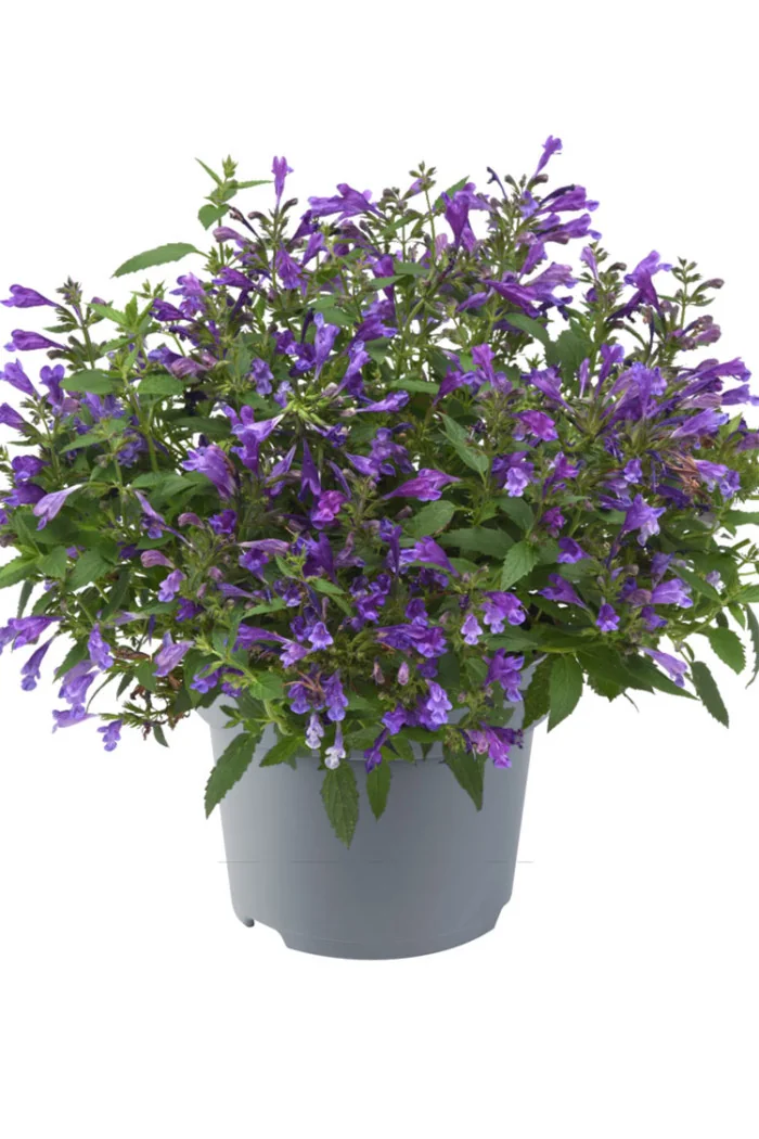 Kocimiętka rozłożysta 'Purple Prelude' | Nepeta subsessilis