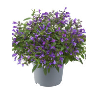 Kocimiętka rozłożysta 'Purple Prelude' | Nepeta subsessilis