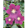 Ciemiernik orientalny 'Crown Dark Purple' Helleborus orientalis
