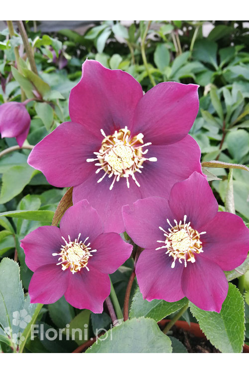 Ciemiernik orientalny 'Crown Dark Purple' Helleborus orientalis