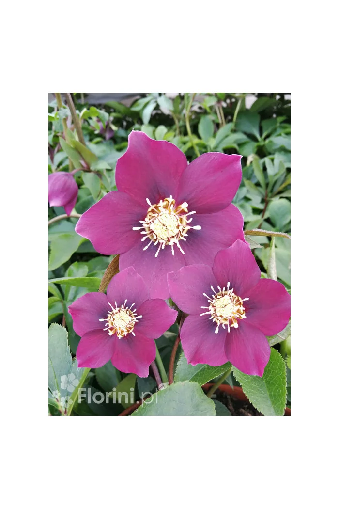 Ciemiernik orientalny 'Crown Dark Purple' Helleborus orientalis