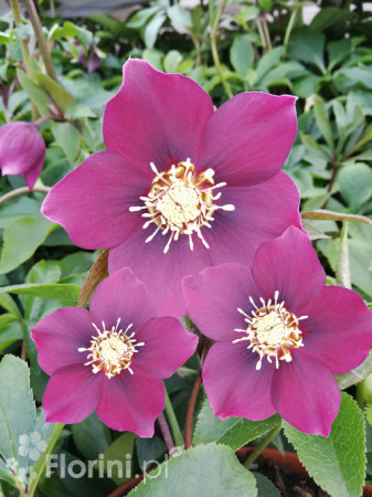 Ciemiernik orientalny 'Crown Dark Purple' Helleborus orientalis