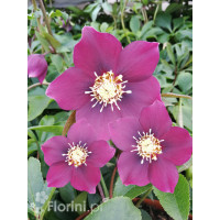 Ciemiernik orientalny 'Crown Dark Purple' Helleborus orientalis